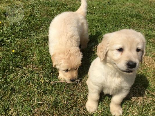 Όμορφα Golden Retriever κουτάβια