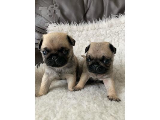 Από ένα σκουπίδια 5 pug υγείας kg reg, έχω 2 διαθέσιμα