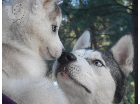 PoulaTo: HUSKY SIBERIAN-ΧΑΣΚΥ