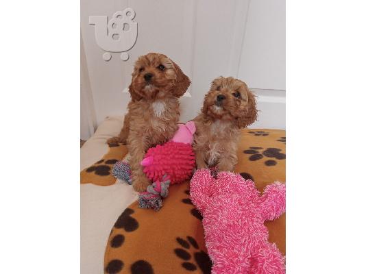 PoulaTo: Cavapoo Red