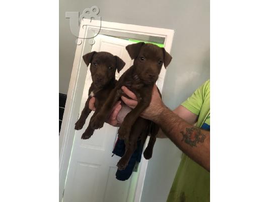 PoulaTo: Patterdale Terrier κουτάβια