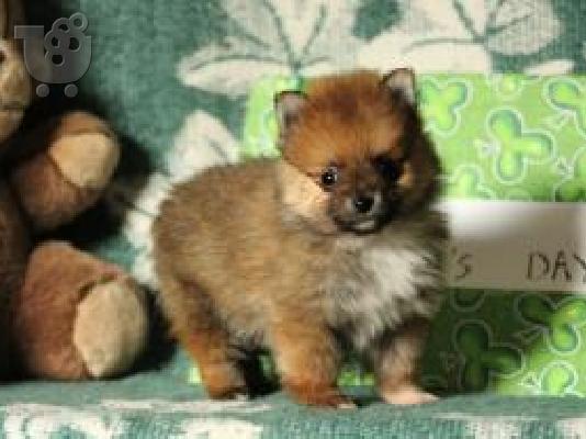 PoulaTo: Pomeranian {€280}