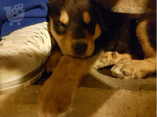 Rottweiler με τσοπανοσκυλο κουταβακια χαριζονται