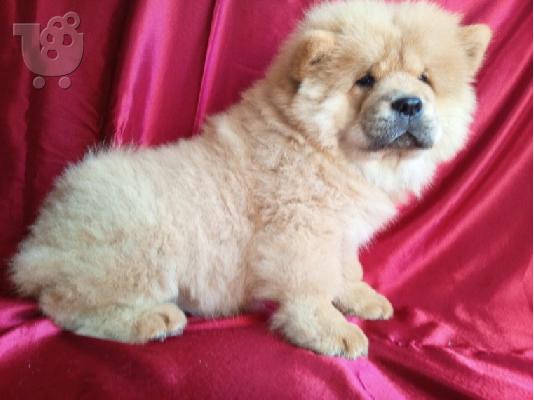 PoulaTo: Όμορφα κουτάβια chow chow