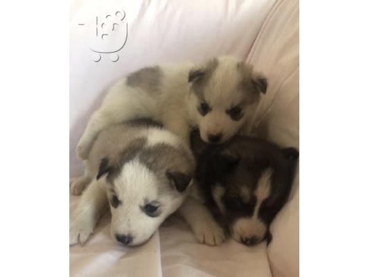 Το Siberian huskies cross collie ηλικίας 8 εβδομάδων είχε την