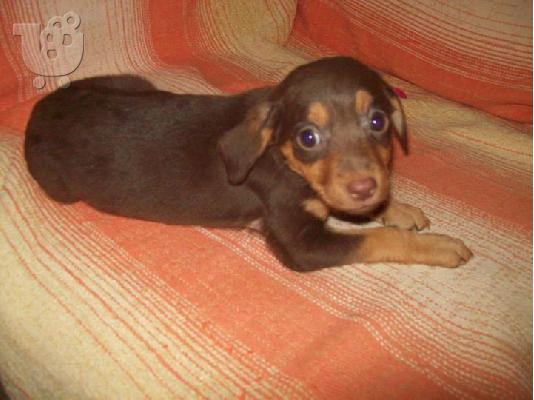 Κουταβακια χαριζονται