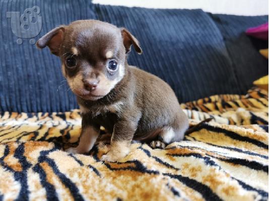 T-Cup Chihuahua
