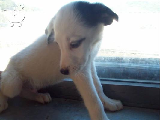 PoulaTo: Τσοπανοκουταβακια 3μισι μηνων χαριζονται