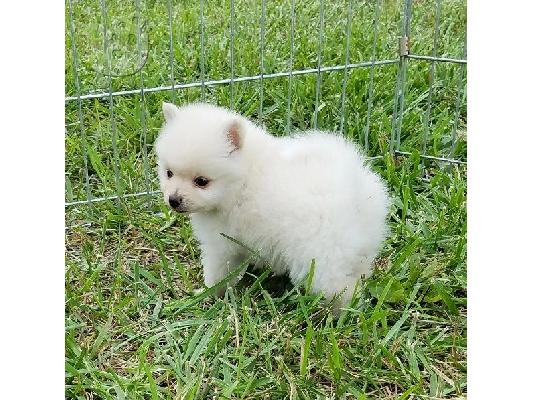 PoulaTo: εξαιρετικά χαριτωμένα αφράτα κουτάβια Pomeranian