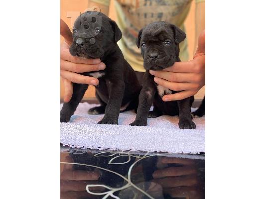 Κουτάβια Cane Corso