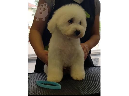 Bichon Frize