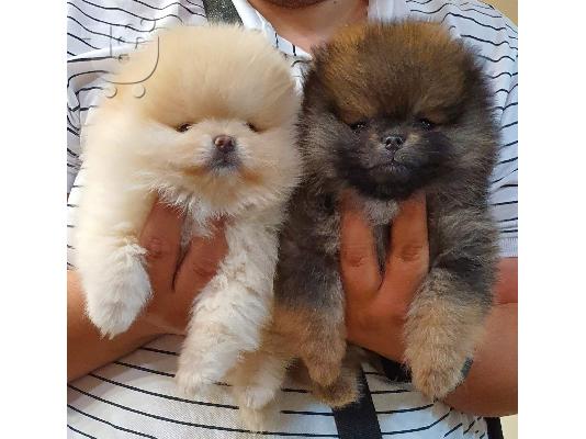 Pomeranian κουτάβια