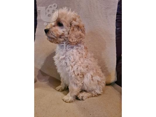 PoulaTo: Goldendoodle κουτάβια
