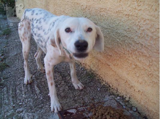 Ο πιτσιλωτος Χοσε χαριζεται