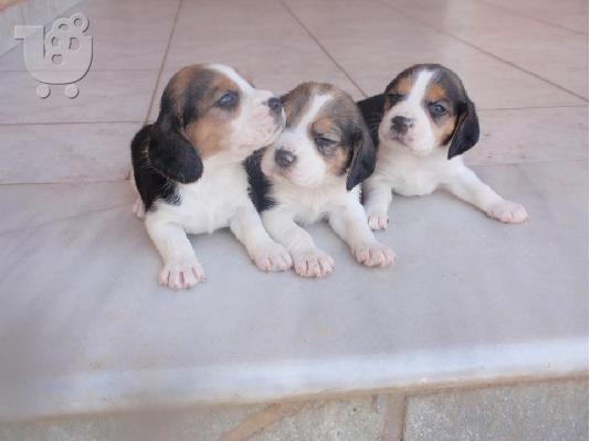 ΜΠΙΓΚΛ BEAGLE