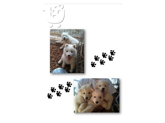 Samoyed (σαμογιεντ) Κουταβια