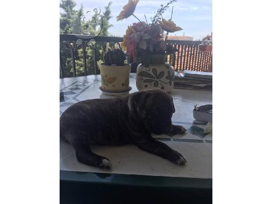 PoulaTo: Pitbull