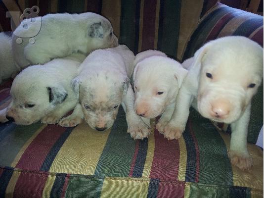 PoulaTo: DOGO ARGENTINO