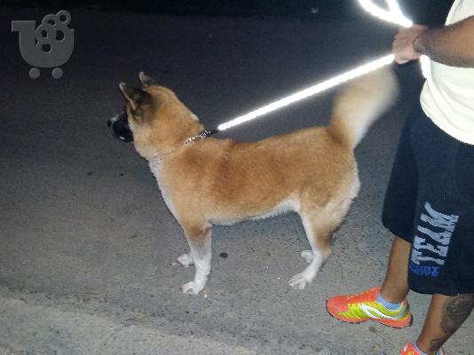 Πωλούνται ακιτα