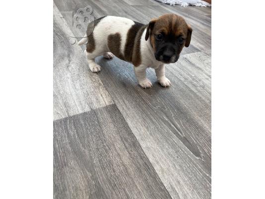 PoulaTo: Κουτάβια Parson Jack Russell Terrier