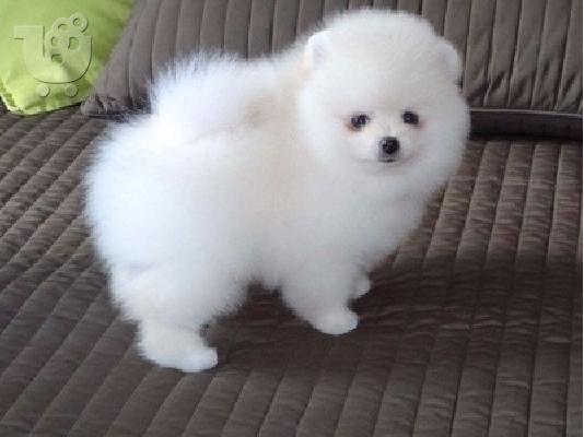 PoulaTo: Πολύτιμα κουτάβια Pomeranian