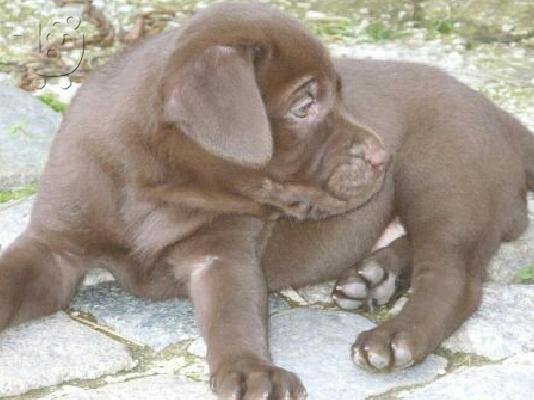 LABRADOR chocolate