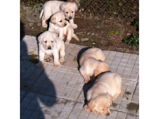 ΛΑΜΠΡΑΝΤΟΡ