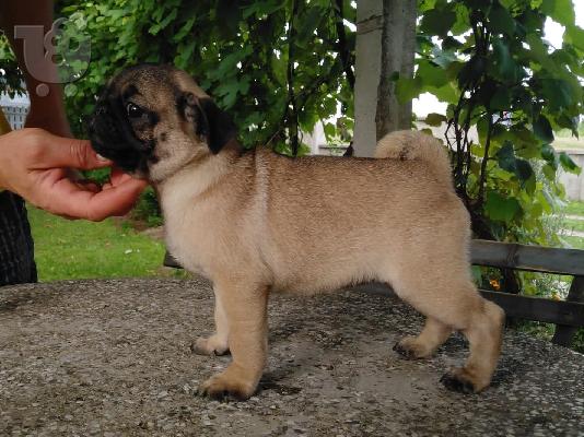 Pug κουτάβια