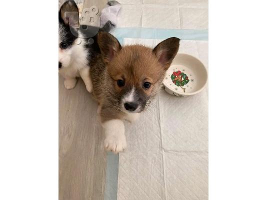 Ουαλικά κουτάβια Corgi Pembroke
