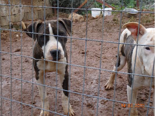 American Staffordshire Pit-Bull