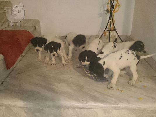 ΠΩΛΟΥΝΤΑΙ POINTER ΚΟΥΤΑΒΙΑ