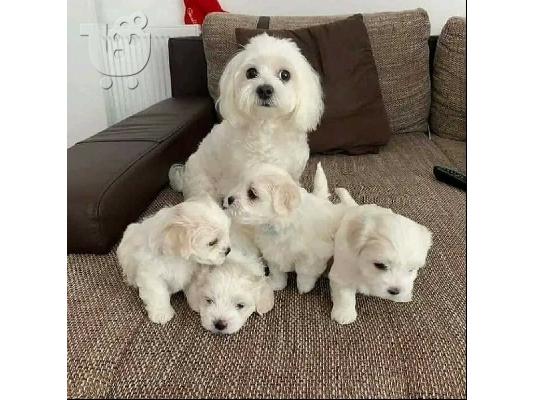 PoulaTo: Maltese puppies mini size - Μαλτέζ κουτάβια μίνι μέγεθος
