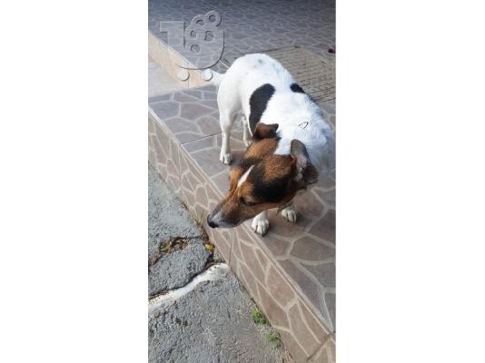Αρσενικο jack russel για ζευγαρωμα