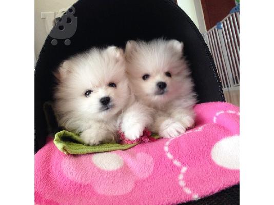 PoulaTo: Πομερανικά/pomeranian