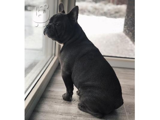 PoulaTo: French bulldog puppy for sale