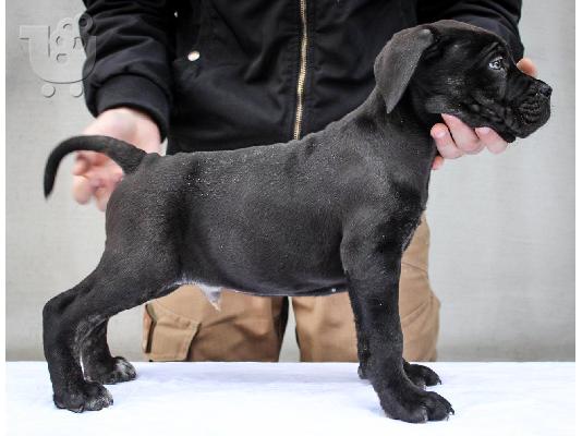 Cane Corso κουτάβια