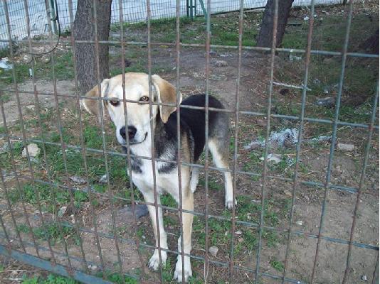 6 μηνων σκυλιτσες ψαχνουν οικογενεια
