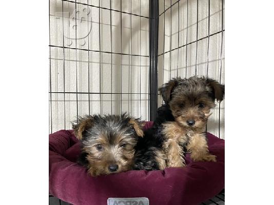 PoulaTo: Υπέροχα καθαρόαιμα κουτάβια Yorkshire Terrier