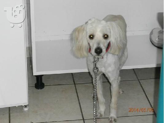 Βρεθηκε μικροσωμο σκυλακι στο Περαμα