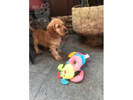 COCKER SPANIEL