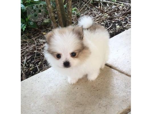 PoulaTo: Spitz mini bicolour