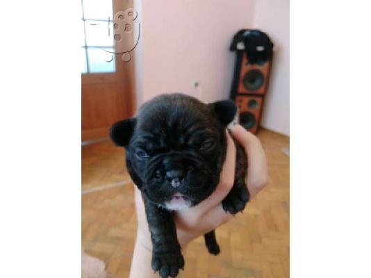 Γαλλικο μπουλντογκ – 400 euro REAL FOTO