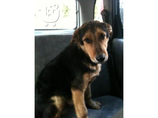 Σκυλακι 6μηνων χαριζεται