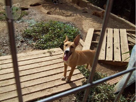 Νεαρο σκυλακι  χαριζεται