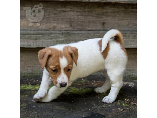 PoulaTo: Χαριτωμένα κουτάβια Jack Russell Terrier