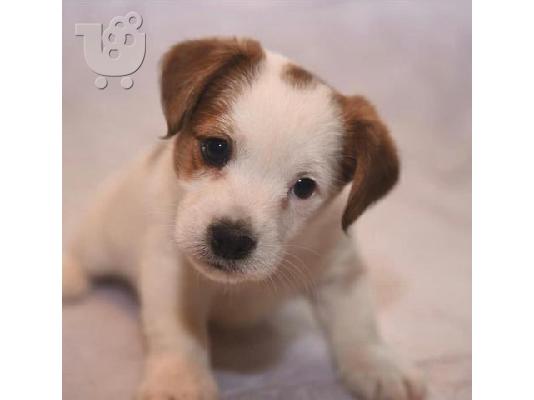 PoulaTo: Αξιολάτρευτα κουτάβια Jack Russell
