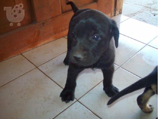 PoulaTo: Κουταβουλες χαριζονται