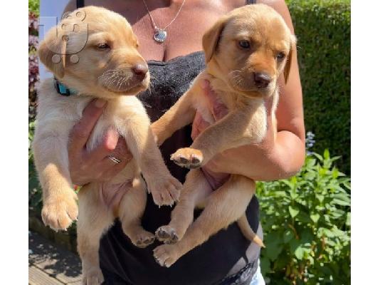 PoulaTo: Όμορφα κουτάβια Labrador Retriever