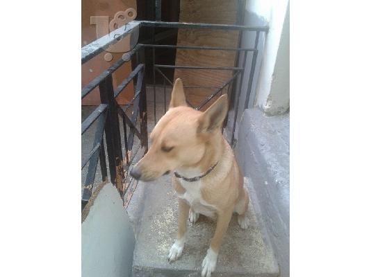 Νεαρη σκυλιτσα χαριζεται