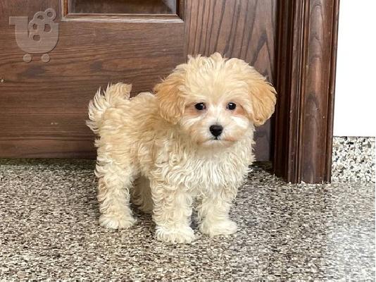 PoulaTo: maltipoo κουτάβια